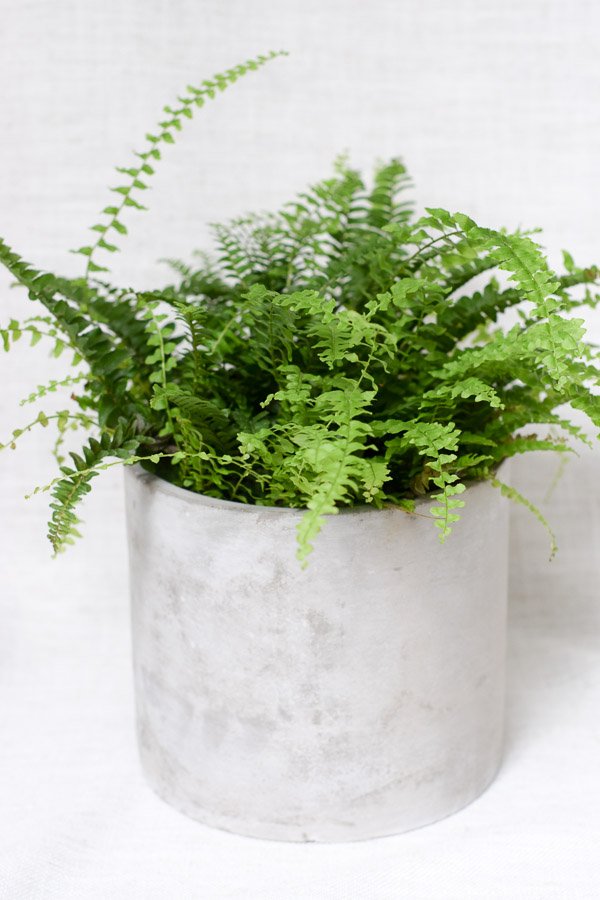 whimsy planter nephrolepis exaltata boston fern foliage
