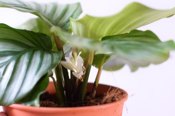 Calathea Orbifolia From The Naked Collection Pine Sg