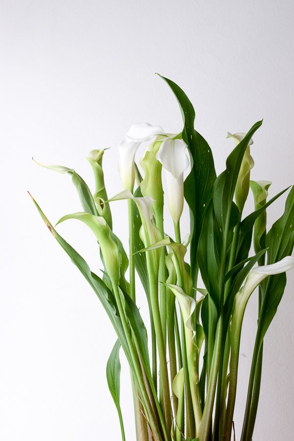 calla lily white blooms