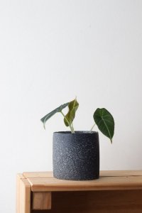 gabriella stone textured planter alocasia black velvet side