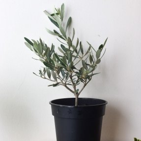 mini olive nursery pot