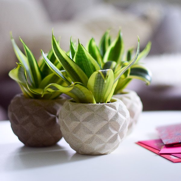 ong planters sansevieria