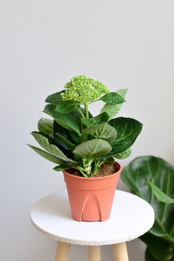 hydrangea bloom nursery pot