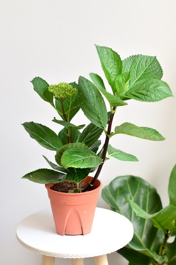 hydrangea bloom nursery pot