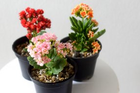 Kalanchoe Blossfeldiana From The Naked Collection PINE SG