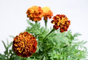 marigolds homepage