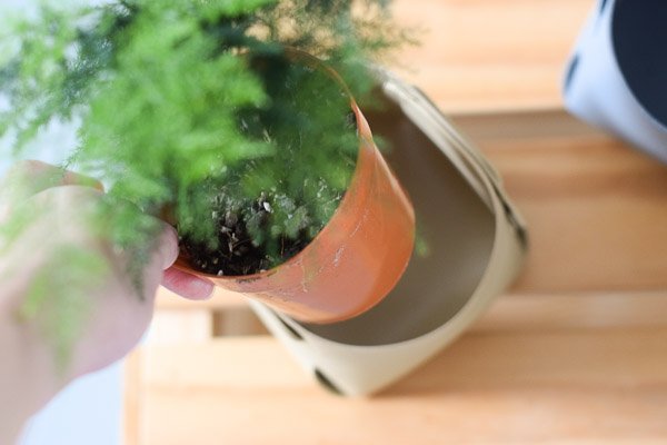 wrap planter beige asparagus fern nursery pot