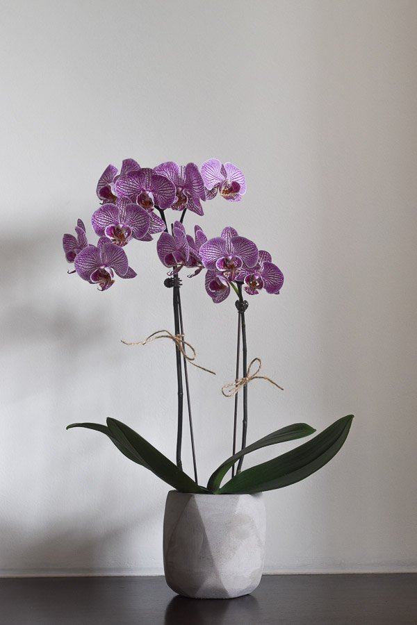 bloom concrete planter phalaenopsis orchid