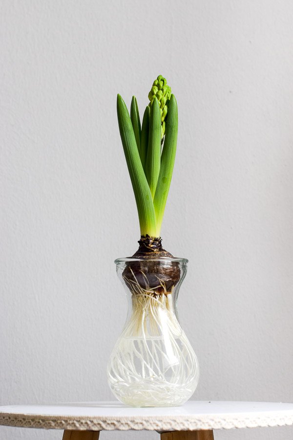 hyacinth bulb vase