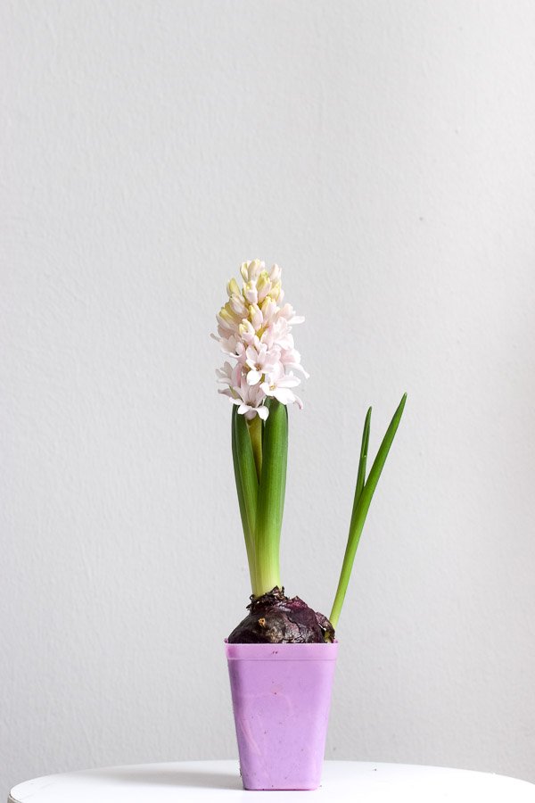 hyacinth nursery pot