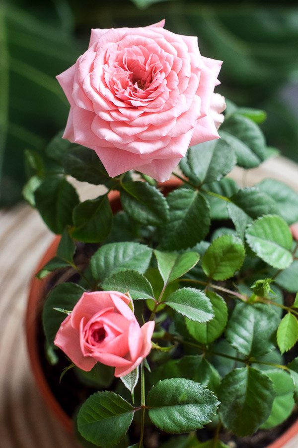 rose bloom close up pink