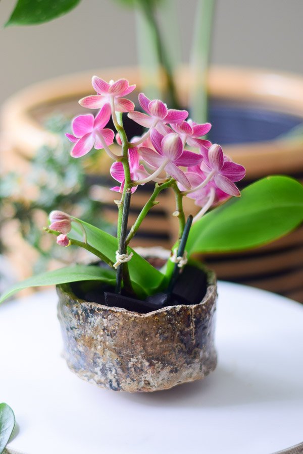 kyou planter mini orchid