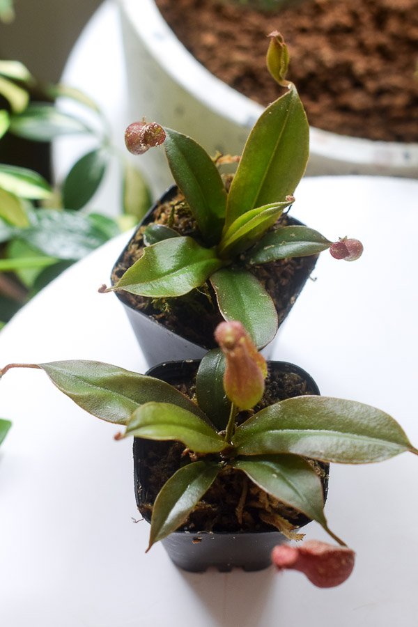 mini pitcher plant