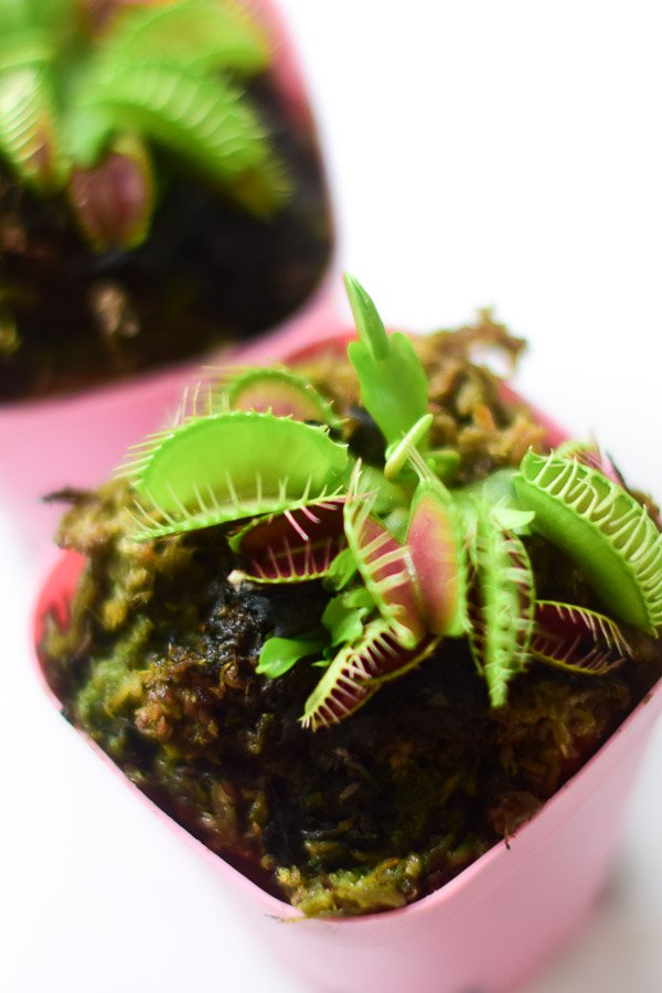 mini venus flytrap top