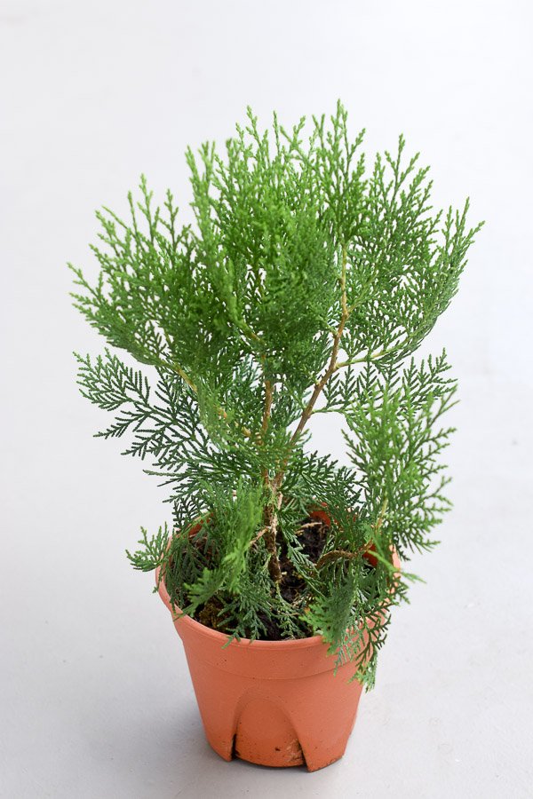 thuja plant