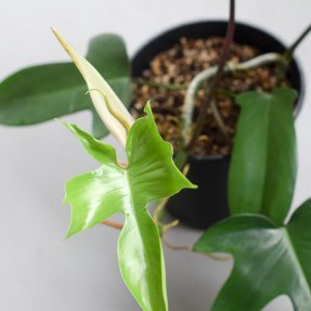 philodendron squamiferum new growth