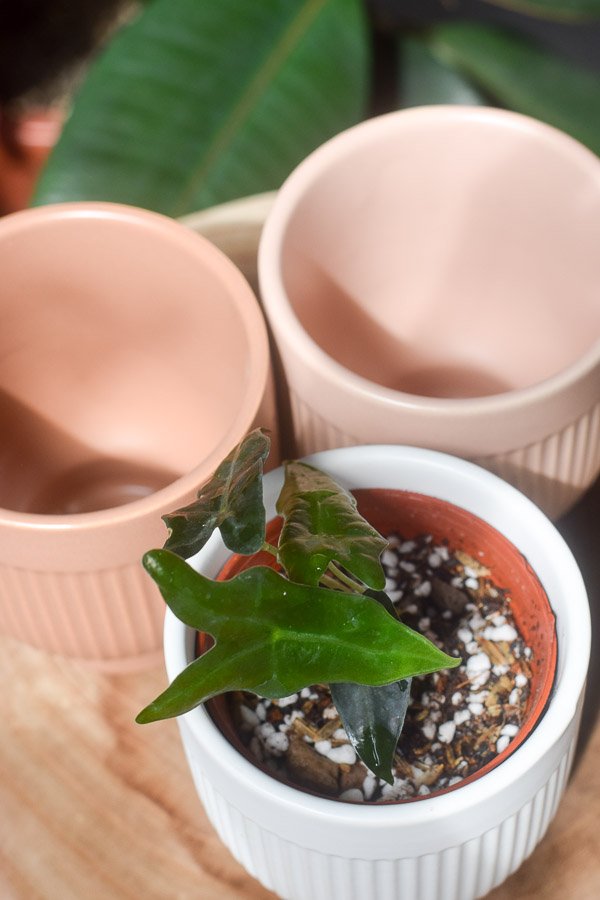hacon planters mini alocasia nobilis top