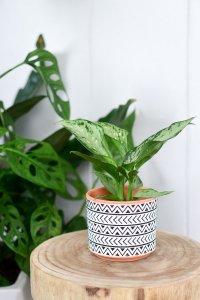 mieko jr dieffenbachia