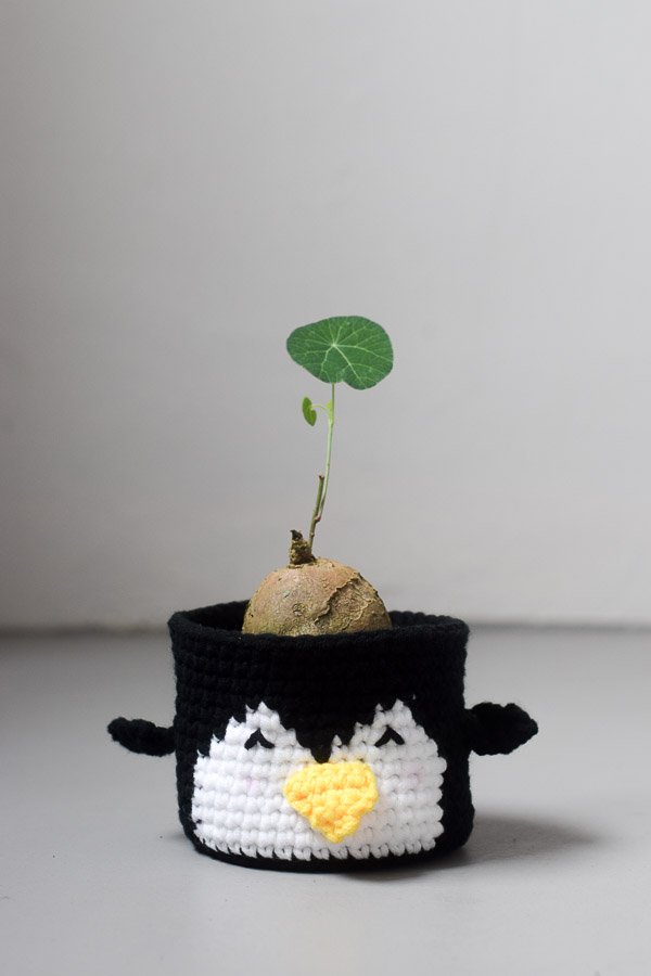 peng ba lu ku crochet planter stephania erecta