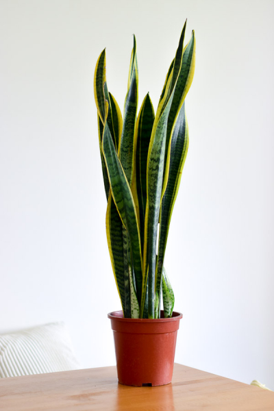 Dracaena (Sansevieria) Trifasciata | PINE SG