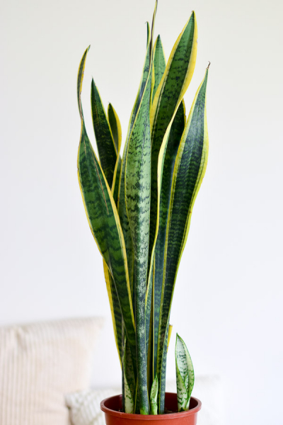 Dracaena (Sansevieria) Trifasciata | PINE SG