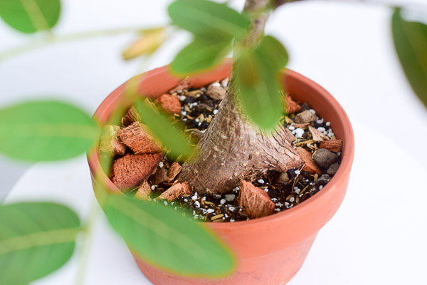 phyllanthus mirabilis caudex
