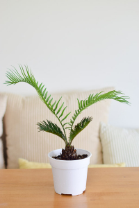 Sago Palm Cycas Revoluta From The Naked Collection Pine Sg