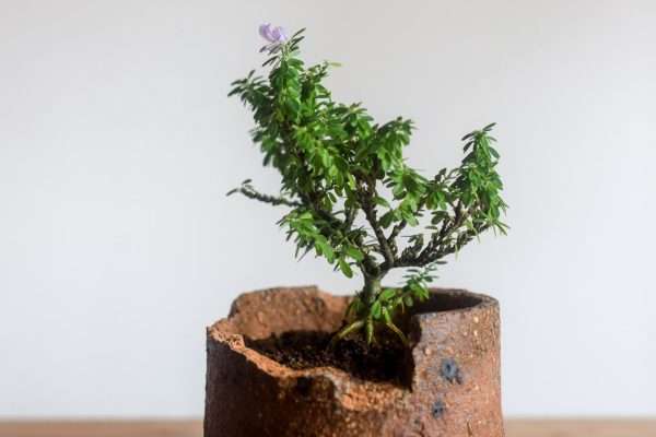 cuphea hyssopifolia bonsai in kojiro