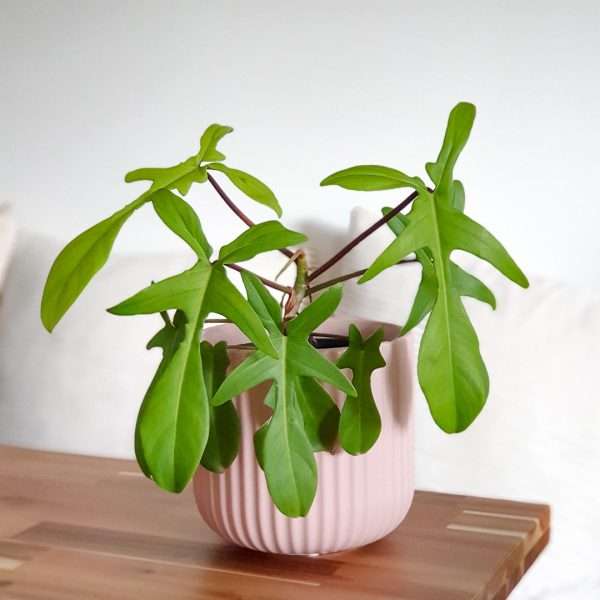 philodendron florida ghost in hadara baby pink planter