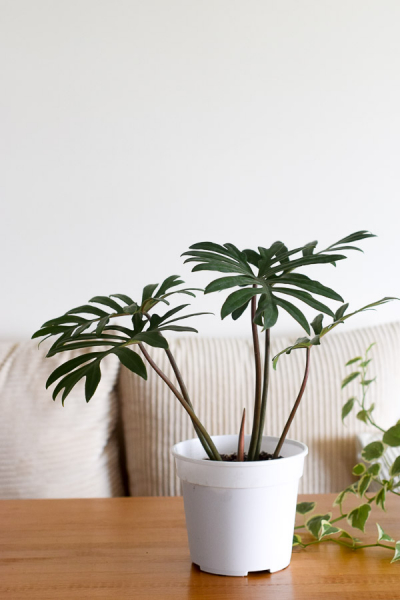 Philodendron Mayoi From The Naked Collection Pine Sg