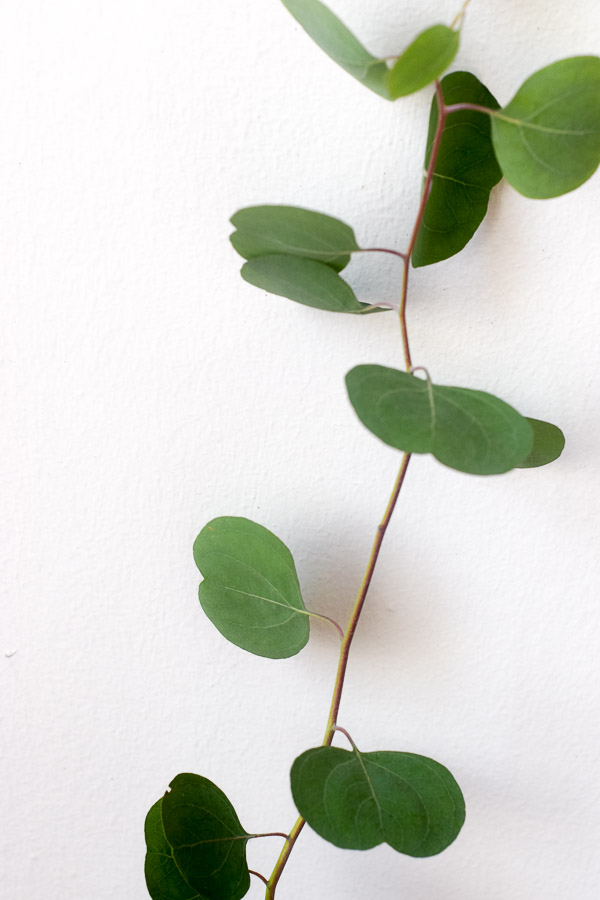eucalyptus polyanthemos foliage