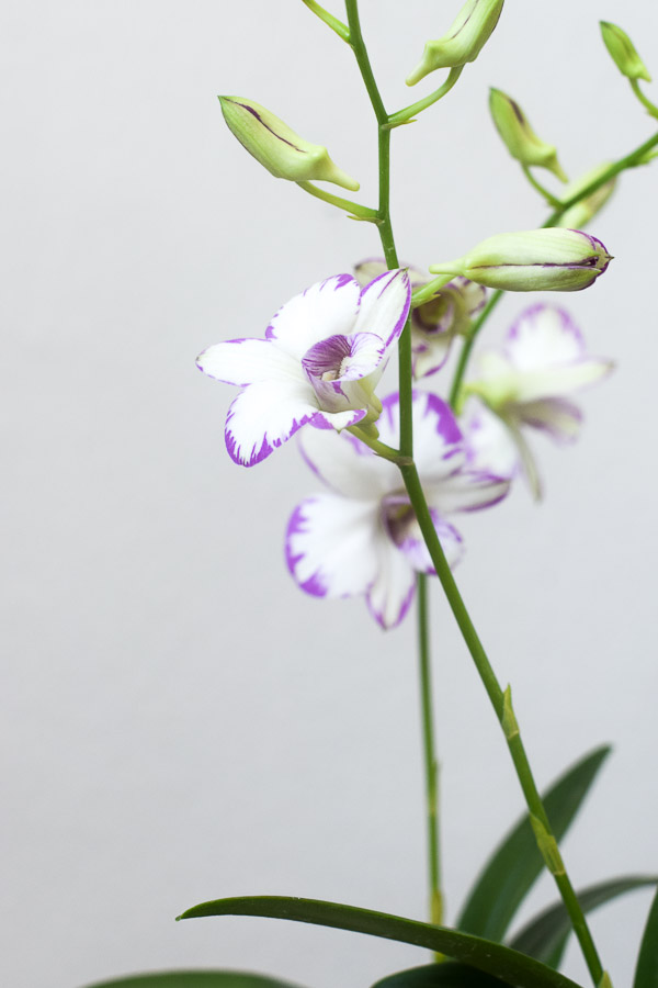 orchid close up