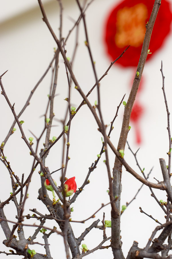 an planter chaenomeles japonica cny 2022 blooms