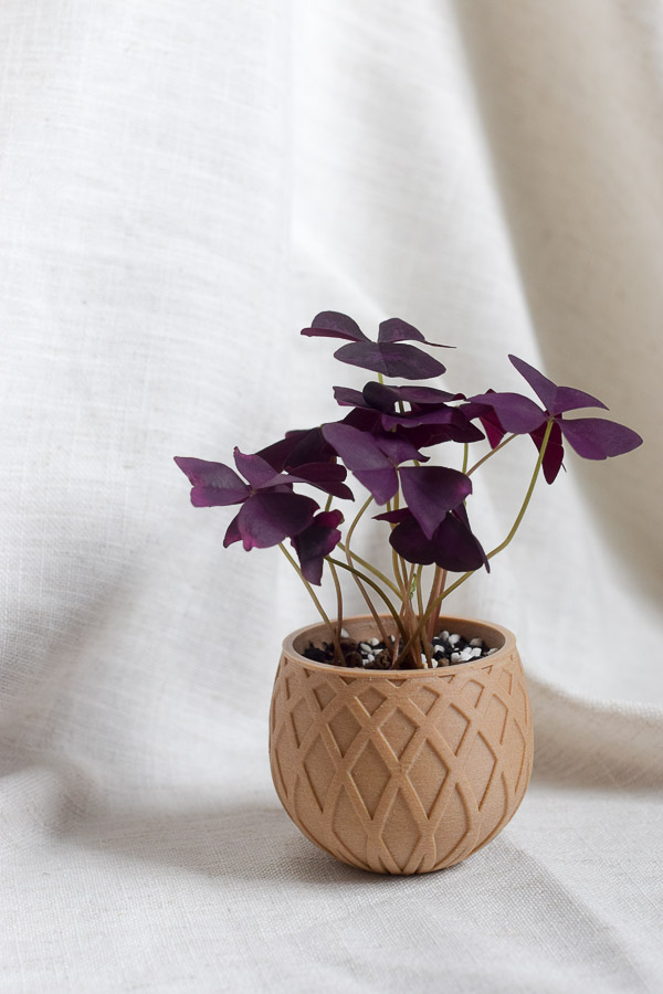 oxalis styled in cupped 3d printed planter