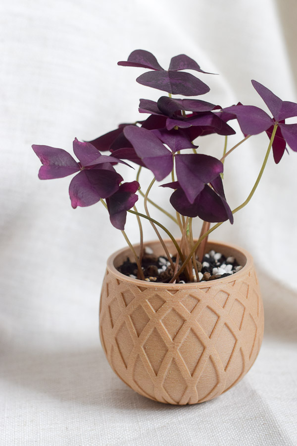 oxalis styled in cupped planter
