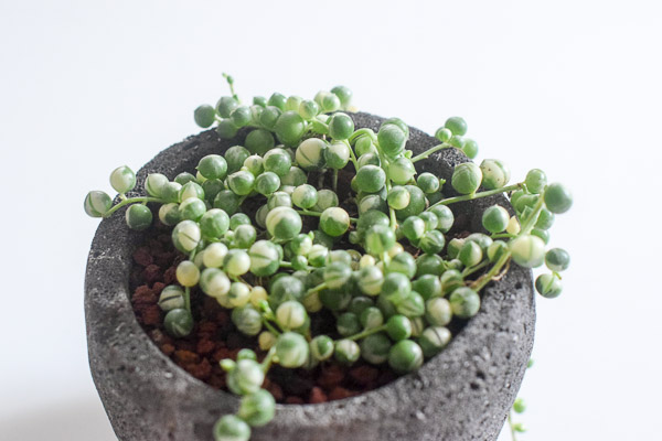 string of pearls variegated styled in sam planter top