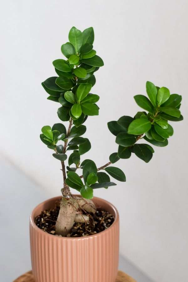 ficus ginseng styled in haco