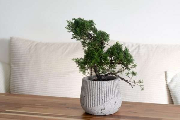 juniperus bonsai in harumi 2