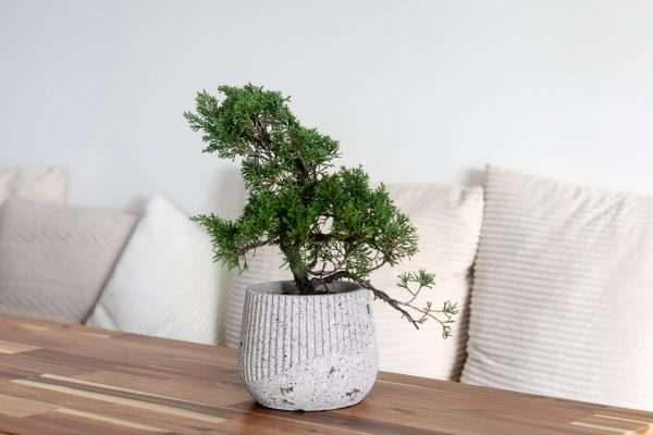 juniperus bonsai in harumi 2