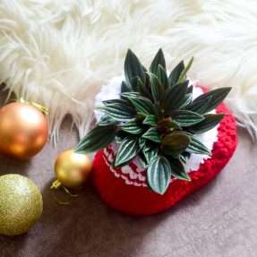 peperomia rosso in santa boots top