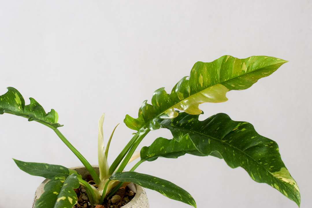 philodendron ring of fire foliage