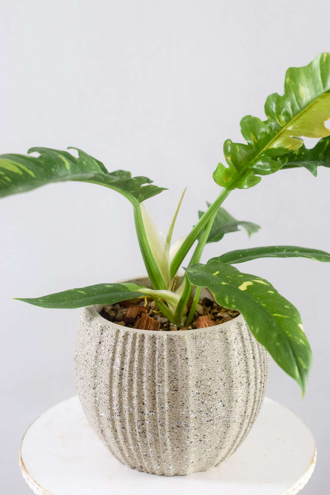 philodendron ring of fire hunter