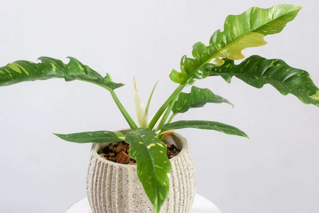 philodendron ring of fire hunter close up