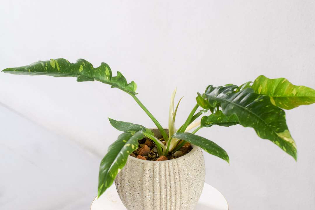 philodendron ring of fire hunter planter
