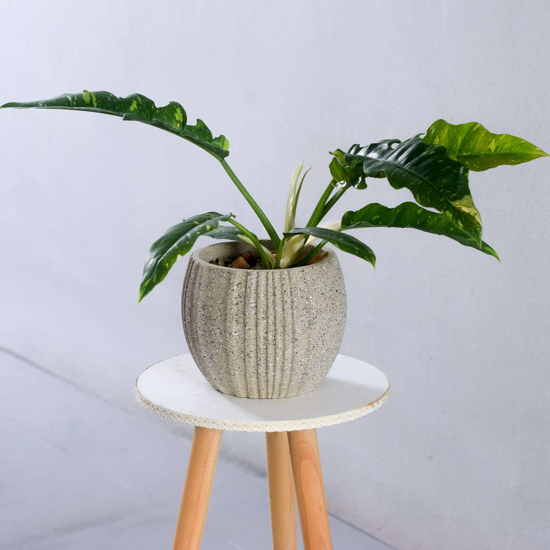 philodendron ring of fire hunter