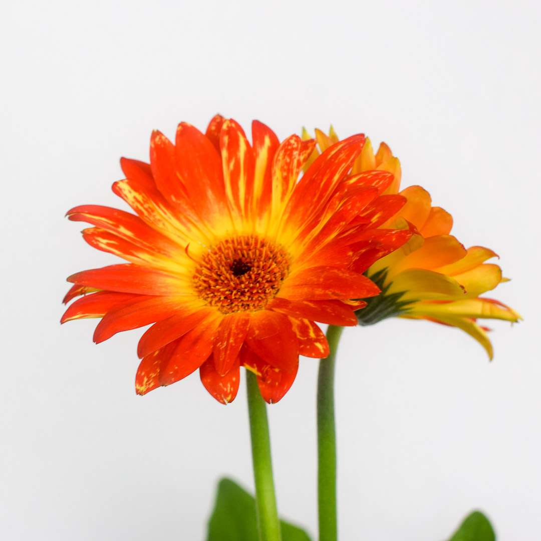 Gerbera, from the Naked collection | PINE SG