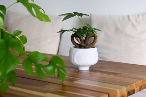 pachira styled in asher white planter