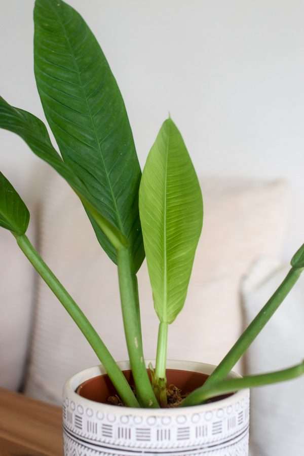 philodendron campii lynette
