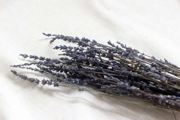 dried cuts lavender dark