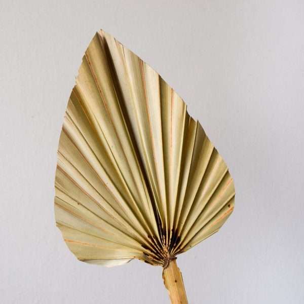 dried cuts palm leaf